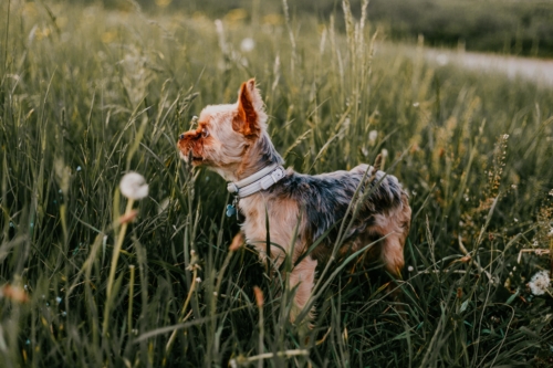 Animaux